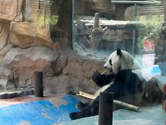 -成都动物园