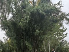 -白鹭湾湿地公园