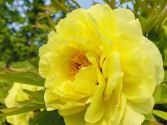 -莲花池公园