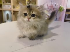 -爪爪喵星球·猫舍(卓悦中心店)