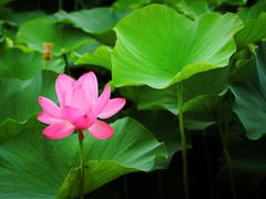 -荷塘月色湿地公园·向阳花洲