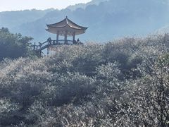 -广州市流溪河国家森林公园