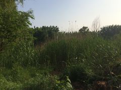 -祥源·阜阳生态乐园