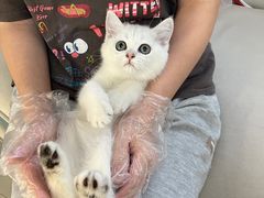 -lincat·猫舍(广州店)