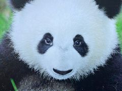-成都大熊猫繁育研究基地