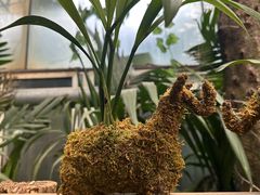 -呀路古热带植物园