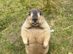 -都士牧人现烤牛肉干