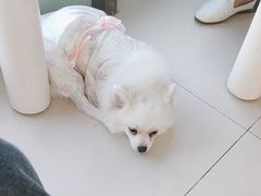 -怪兽屋·羊驼·猫咖·狗咖(俊华广场店)