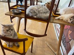 -Let's go狗咖·猫咖·奶狗·桌游(春熙路IFS店)