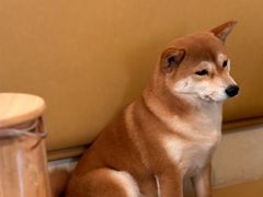 -柴の食堂·日式家庭料理·熊之肆(大学路店)