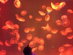 -芜湖新华联大白鲸海洋公园