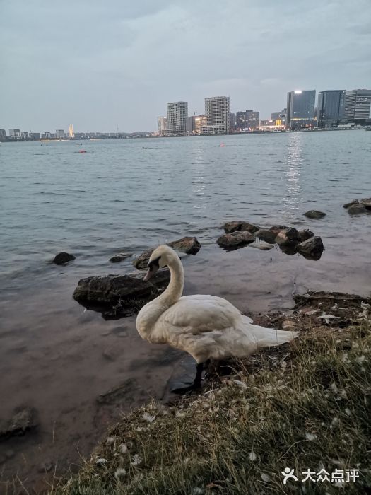北龙湖湿地公园图片