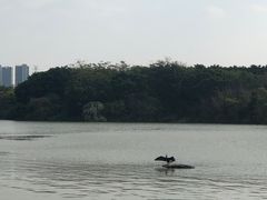 -海珠湖公园