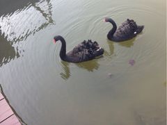 iphone_upload_pic-苏州金鸡湖大酒店