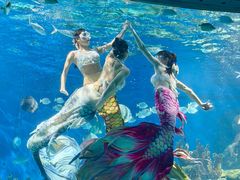-海合安武汉极地海洋公园
