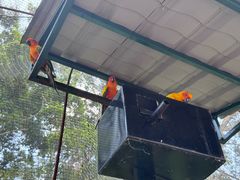 -吉隆坡雀鸟公园