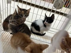 -青石桥花鸟鱼虫市场(叠翠城店)