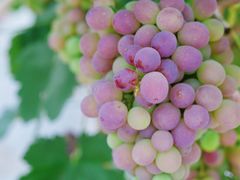 -金谷域澳洲庄园