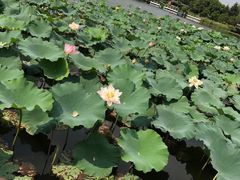 -荷塘月色湿地公园·向阳花洲