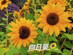 -花博汇(知音花月夜)
