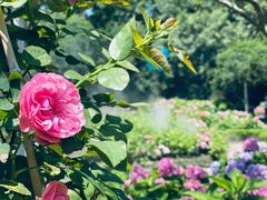 -上海共青森林公园