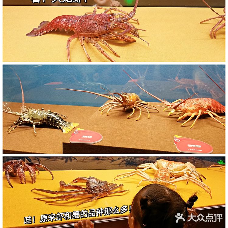 广州探馆|夏日遛娃好去处|免费带娃科普虾蟹知识  