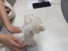 -中农国际动物医院24小时·猫科·骨科·急重症中心