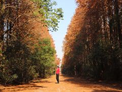 -上海海湾国家森林公园