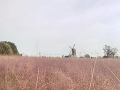 -羊亭河湿地公园