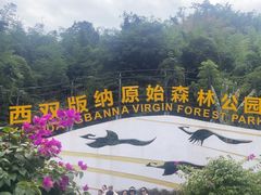 -西双版纳原始森林公园