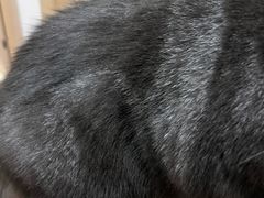 -爱洗澡的猫(望京店)