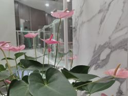 -上海漾颜医疗美容