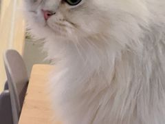 -逗柴咖啡屋·狗咖猫咖宠物桌游