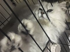 -1013 PET SHOP 宠物商店(近铁城市广场店)