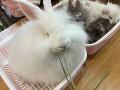 -藦茜花园宠物主题亲子互动体验馆(国顺东路店)