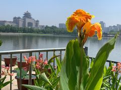 -莲花池公园