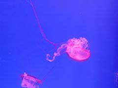 -芜湖新华联大白鲸海洋公园