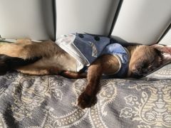 -宠爱国际动物医院· 猫科· 外科·中兽医(长白店)