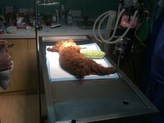 -惠康宠物医院(华能路店)