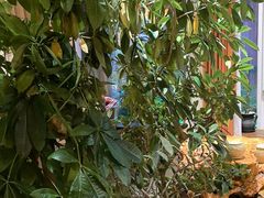-慢丽江·云南野生菌土鸡锅(付家庄店)