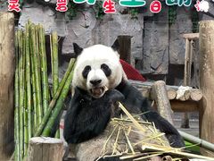 -栾川竹海野生动物园
