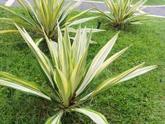 -福田红树林生态公园