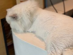 -御宝贝·A梦猫科宠物医院(国际猫友好医院)