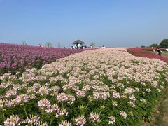 -径山花海