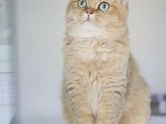 -lincat·猫舍(广州店)