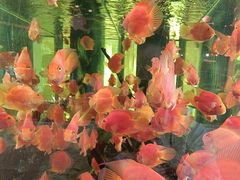 -怡咖啡海鲜自助餐厅(浦东香格里拉店)
