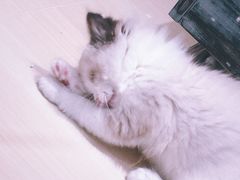 -momokira米努特·德文卷毛猫·棉花面纱犬