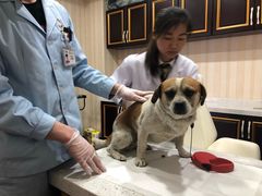 -宠爱国际动物医院·疑难骨科·心肾内科·皮肤科(太阳宫店)