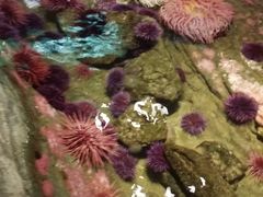-西雅图水族馆