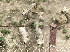 -沈阳森林动物园